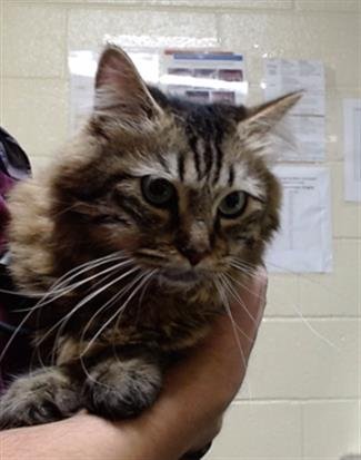 RYO - Domestic Short Hair available for adoption