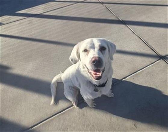 SERENITY - Great Pyrenees available for adoption