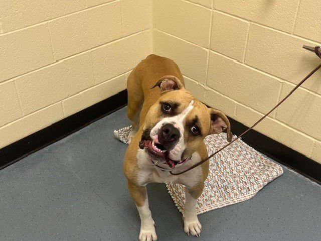 CANELO - American Staffordshire Terrier available for adoption