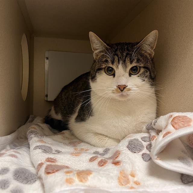 SOBEK - Domestic Short Hair available for adoption