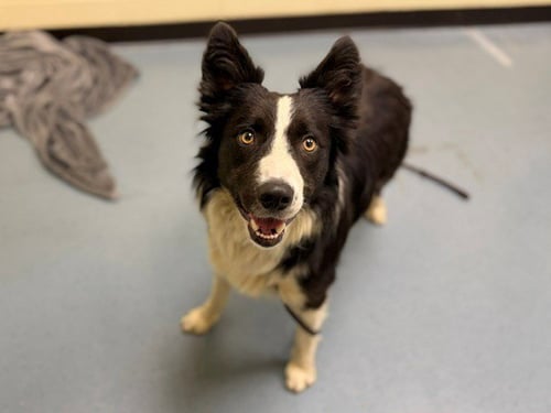 ERASER - Border Collie available for adoption