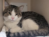 BUDDI - Photo 1