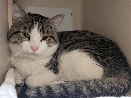BUDDI - Domestic Short Hair available for adoption