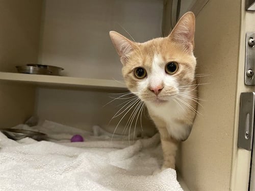 GARFIELD - Domestic Short Hair available for adoption