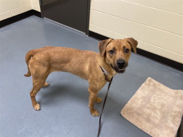 ATHENA - Labrador Retriever available for adoption