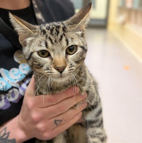 BRETT - Domestic Short Hair for adoption in Westminster