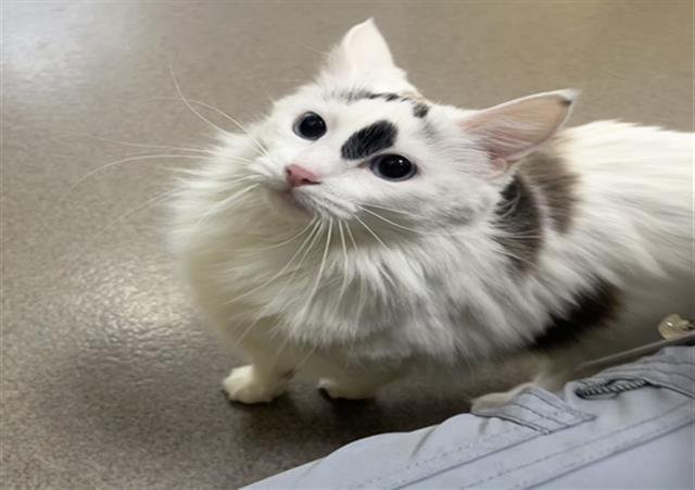 MARYGOLD - Domestic Medium Hair available for adoption