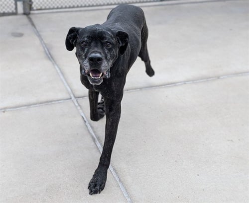 BUDDY - Boxer available for adoption