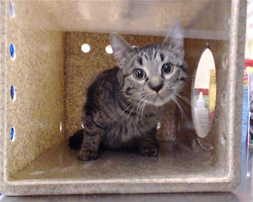 KOOL AID - Domestic Short Hair available for adoption