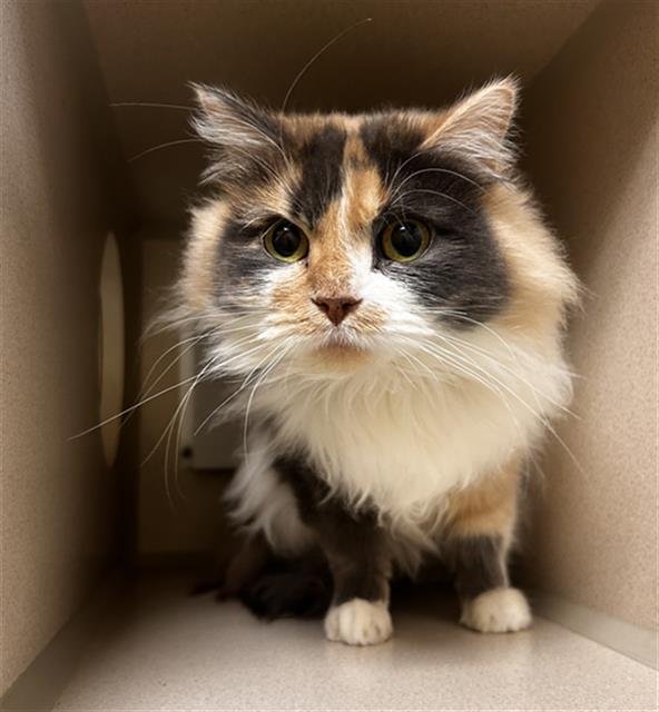 LUCY - Domestic Long Hair available for adoption