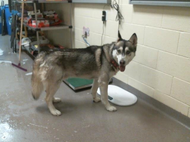 JACOB - Siberian Husky available for adoption