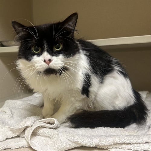 BELLA - Domestic Medium Hair available for adoption
