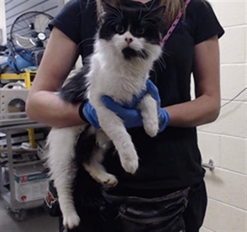 BELLA - Domestic Medium Hair for adoption in Westminster
