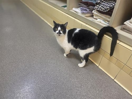 MISSY - Domestic Short Hair for adoption in Denver