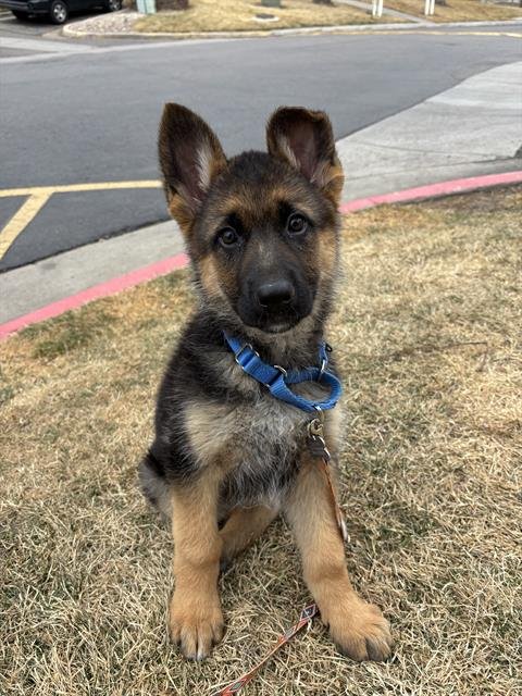 JETT - German Shepherd Dog available for adoption