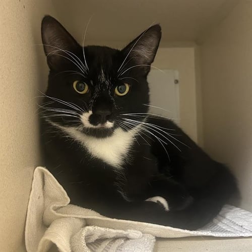 OLLIE - Domestic Medium Hair available for adoption