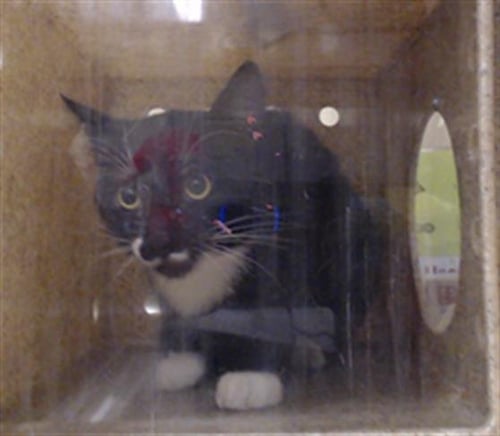 OLLIE - Domestic Medium Hair available for adoption