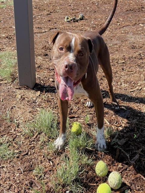 POST IT NOTE - American Pit Bull Terrier available for adoption