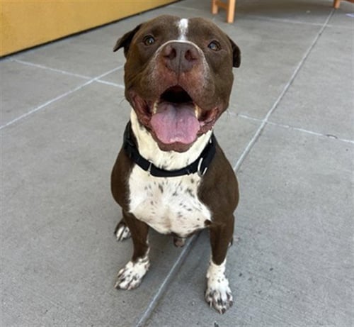 POST IT NOTE - American Pit Bull Terrier available for adoption