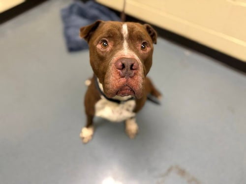 POST IT NOTE - American Pit Bull Terrier available for adoption