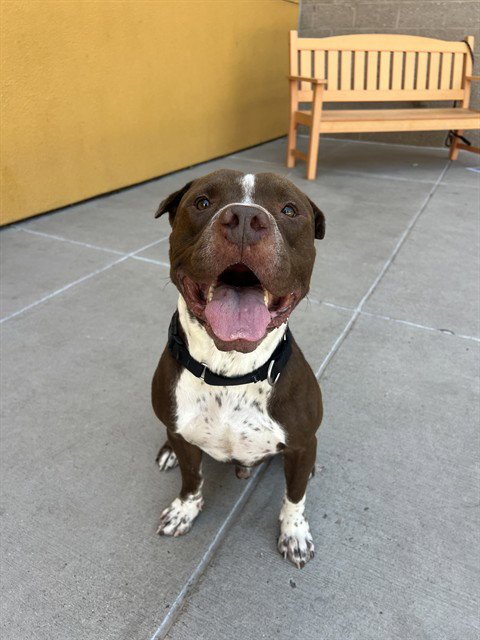 POST IT NOTE - American Pit Bull Terrier available for adoption