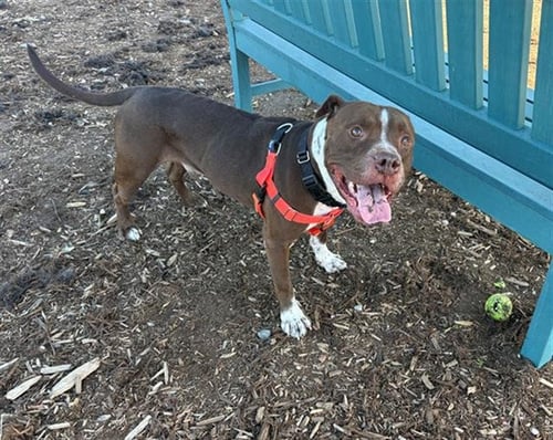 POST IT NOTE - American Pit Bull Terrier for adoption in Lakewood