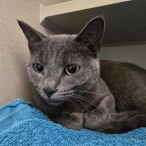 CHIQUIS - Domestic Short Hair available for adoption