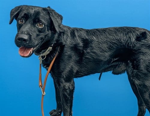 COCA COLA - Labrador Retriever available for adoption