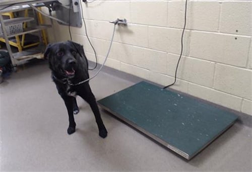 COCA COLA - Labrador Retriever available for adoption