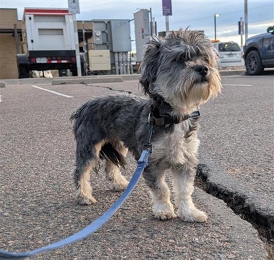 ELLIE KAM - Shih Tzu available for adoption