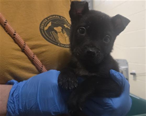 SAJA - Chow Chow available for adoption