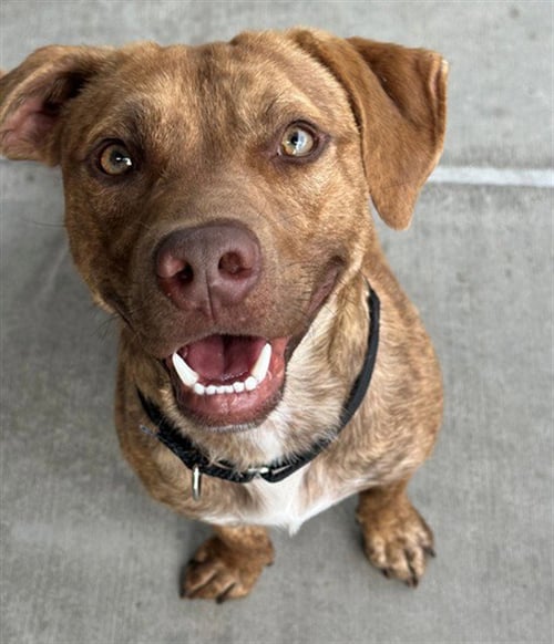 SKIP IT - Labrador Retriever / Dachshund available for adoption