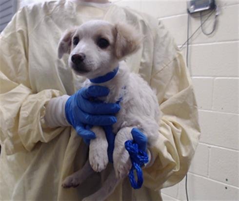 ASH - French Brittany available for adoption