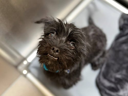 DAHLIA - Miniature Schnauzer available for adoption