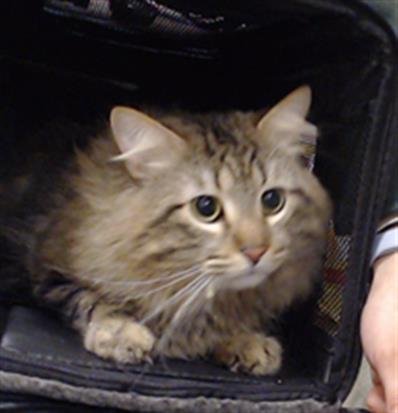 KOBE - Domestic Long Hair for adoption in Westminster