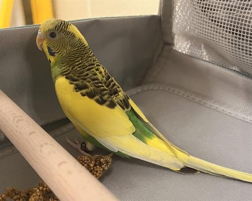 LENNY - Parakeet - Other available for adoption