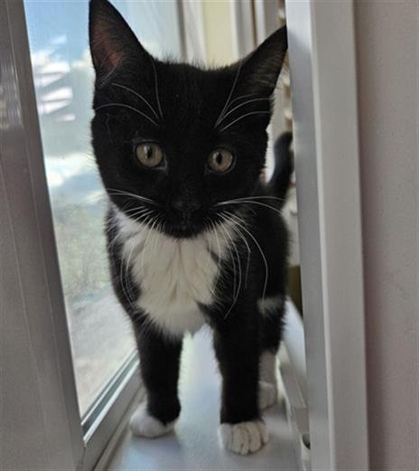 LUNA - Domestic Short Hair available for adoption