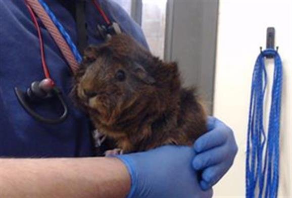 PELUSA - Guinea Pig available for adoption
