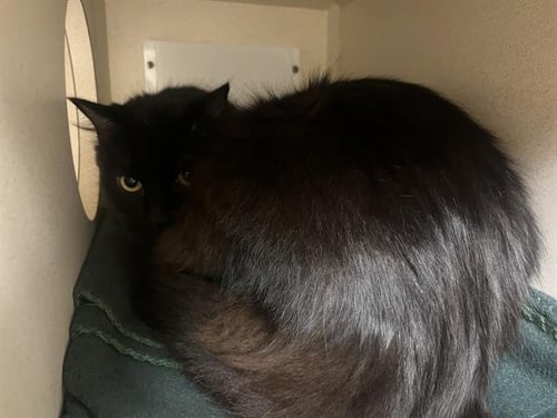 CEASAR - Domestic Short Hair for adoption in Denver