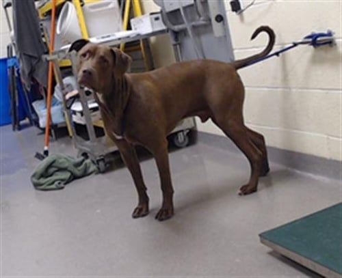 BROWNIE - Labrador Retriever available for adoption