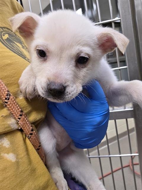 HANA - Chow Chow available for adoption