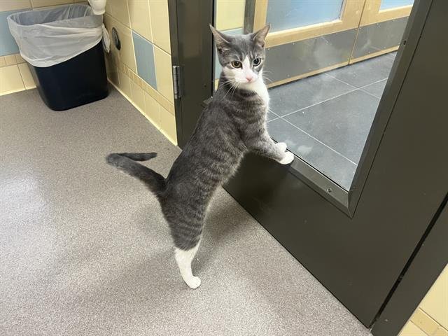 PAPAYA - Domestic Short Hair available for adoption