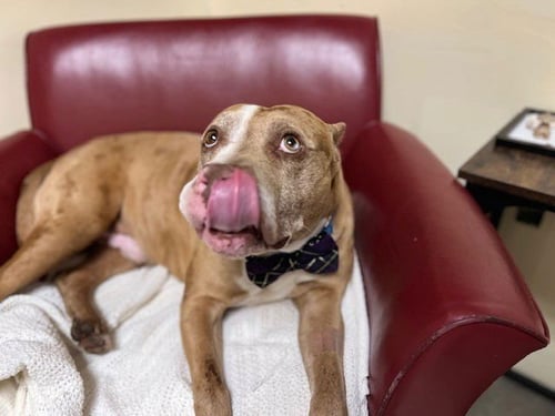 GUNNER - American Pit Bull Terrier available for adoption