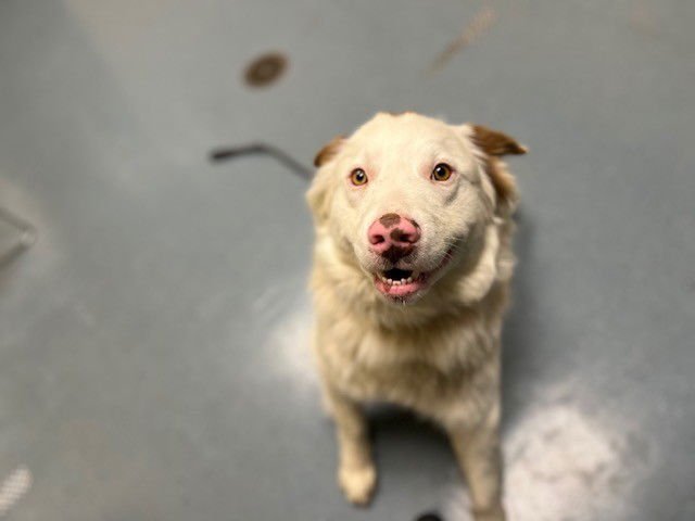 OSO - Australian Shepherd available for adoption