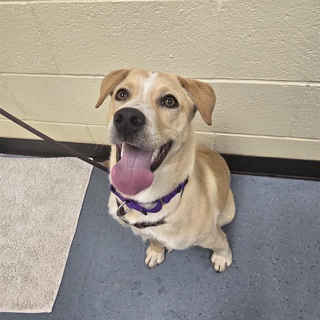 BOUNCY BALL - Labrador Retriever / Australian Cattle Dog/Blue Heeler available for adoption