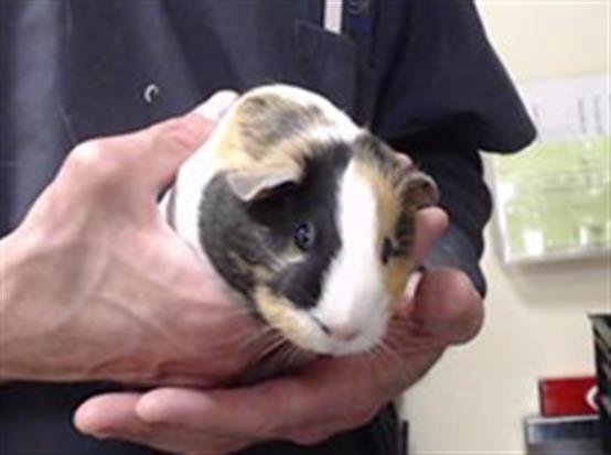 NENA - Guinea Pig available for adoption