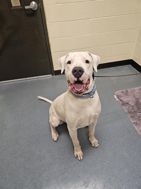 TACO - Dogo Argentino available for adoption