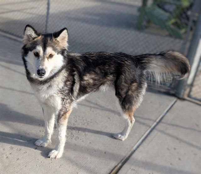 SAINT NIBBLES - Siberian Husky available for adoption