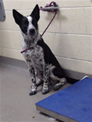 ALPHY - Australian Cattle Dog/Blue Heeler available for adoption