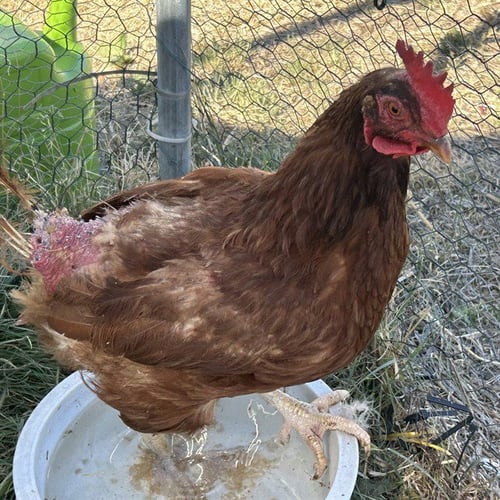 AMY WHINEHEN - Chicken available for adoption